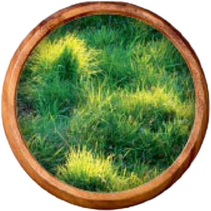 Grass